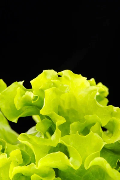 Fresh green salad isolated on black background — Stock Photo, Image