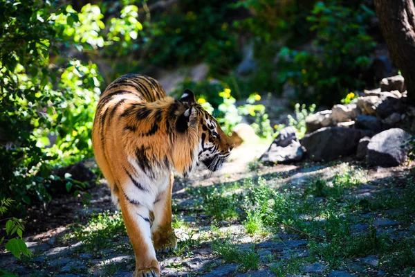 Hermoso tigre amur — Foto de Stock