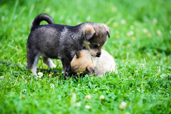 Cute puppy on green grass — Stock Photo, Image