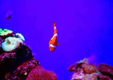 Mercanları ve tropikal balıkları olan harika ve güzel sualtı dünyası..