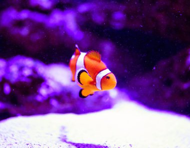 Mercanları ve tropikal balıkları olan harika ve güzel sualtı dünyası..