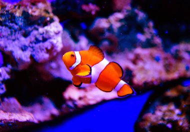 Mercanları ve tropikal balıkları olan harika ve güzel sualtı dünyası..