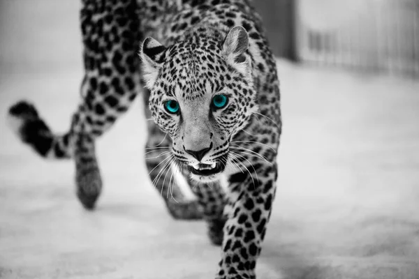 Leopardo Hermoso Retrato Mundo Animal Gato Grande — Foto de Stock