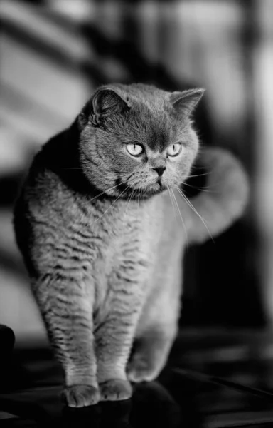 Retrato Gato Cinzento Britânico Olhar Envergonhado Surpreso Chocado — Fotografia de Stock