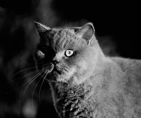 イギリスの短剣灰色の猫の肖像画 恥ずかしい 驚きとショックを受けた表情 — ストック写真