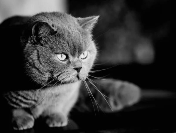 Retrato Gato Cinzento Britânico Olhar Envergonhado Surpreso Chocado — Fotografia de Stock