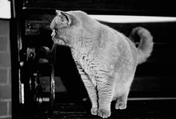 Retrato Gato Cinzento Britânico Olhar Envergonhado Surpreso Chocado — Fotografia de Stock