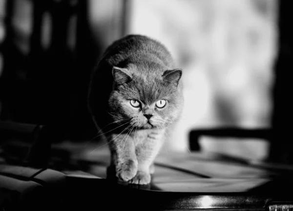 영국의 쇼트어 고양이의 당황하고 놀라고 충격받은 — 스톡 사진