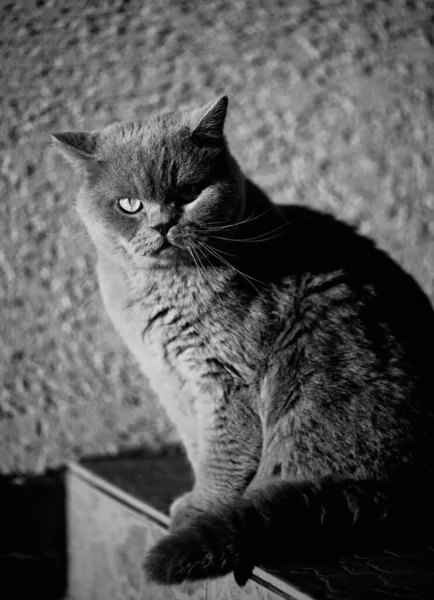 Retrato Gato Cinzento Britânico Olhar Envergonhado Surpreso Chocado — Fotografia de Stock