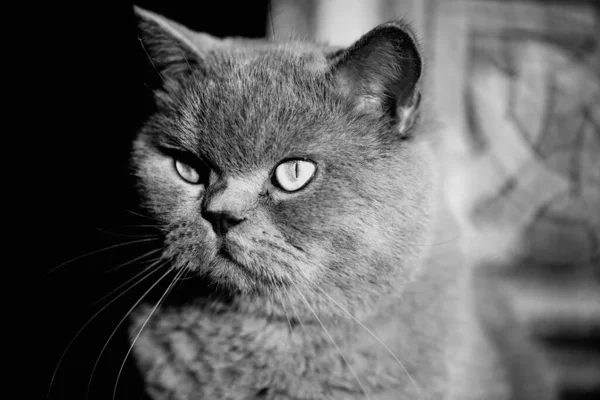 Retrato Gato Cinzento Britânico Olhar Envergonhado Surpreso Chocado — Fotografia de Stock