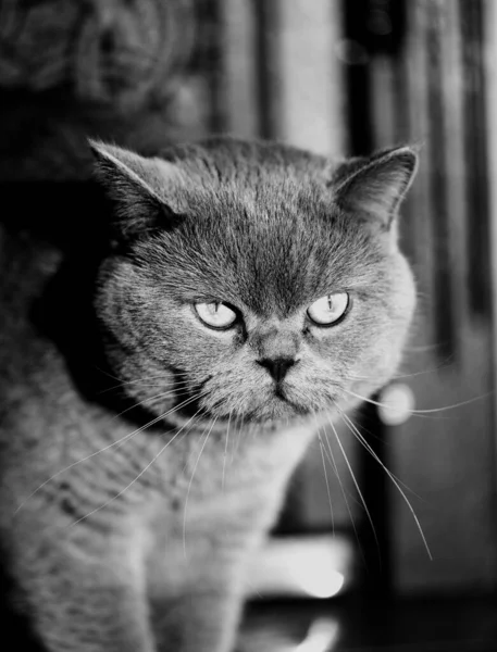 Porträtt Brittisk Stenografigrå Katt Genant Överraskad Och Chockad Blick — Stockfoto