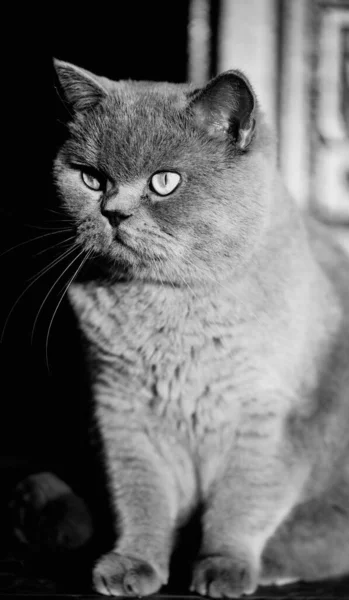 Retrato Gato Cinzento Britânico Olhar Envergonhado Surpreso Chocado — Fotografia de Stock