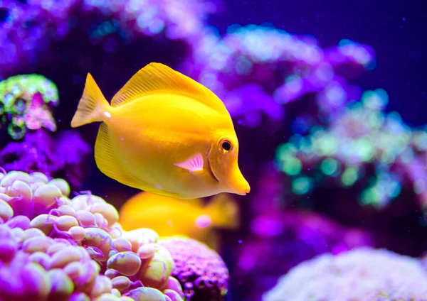 Maravilloso Hermoso Mundo Submarino Con Corales Peces Tropicales — Foto de Stock