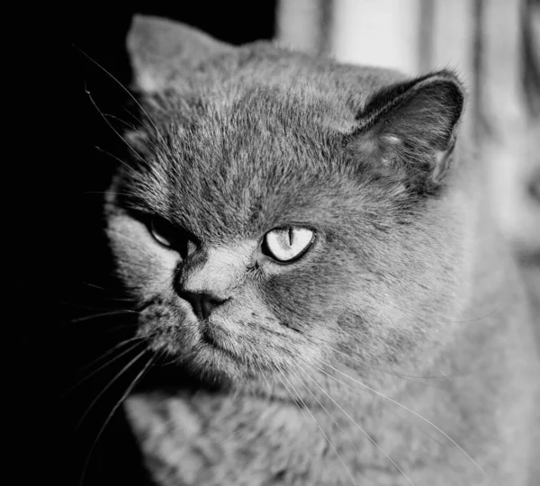 Portré Brit Ősz Macskáról Zavarba Ejtő Meglepett Sokkoló Tekintet — Stock Fotó