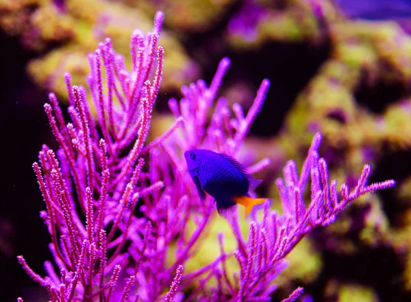 Wspaniały Piękny Podwodny Świat Koralami Tropikalnymi Rybami — Zdjęcie stockowe
