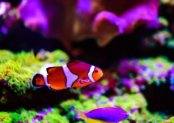 Wonderful Beautiful Underwater World Corals Tropical Fish — Stock Photo, Image