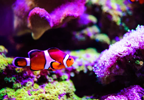 Wonderful Beautiful Underwater World Corals Tropical Fish — Stock Photo, Image