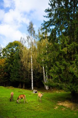 Ormanda genç ve güçlü bir geyiğin portresi.