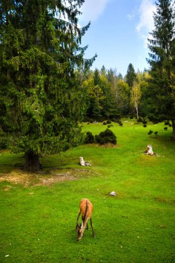 Ormanda genç ve güçlü bir geyiğin portresi.