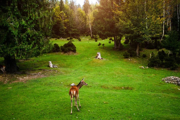 Retrato Poderoso Ciervo Rojo Joven Bosque — Foto de Stock