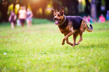 Köpek, ağzında bir sopayla çimenlerde koşuyor. En iyi arkadaş. Mutlu köpek. Yaz zamanı..