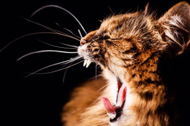 Kızgın kedi siyah arka planda