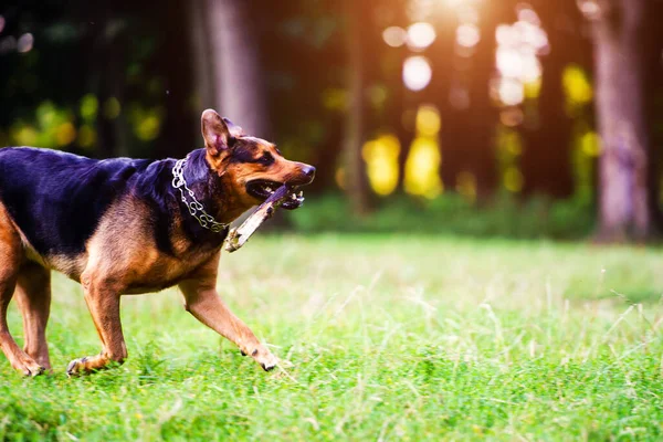 Köpek Ağzında Bir Sopayla Çimenlerde Koşuyor Iyi Arkadaş Mutlu Köpek — Stok fotoğraf