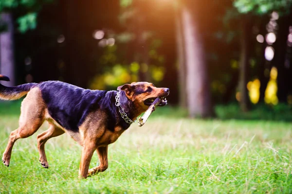 Hond Rent Met Een Stok Zijn Mond Een Gras Beste — Stockfoto