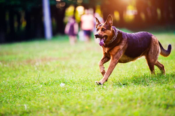 Köpek Ağzında Bir Sopayla Çimenlerde Koşuyor Iyi Arkadaş Mutlu Köpek — Stok fotoğraf