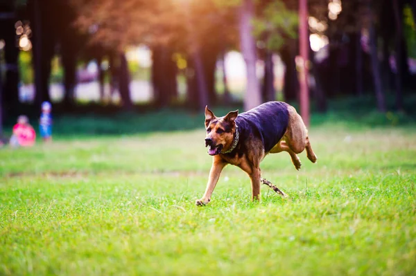 狗嘴里衔着棍子在草地上跑 最好的朋友快乐的狗 夏季时间 — 图库照片