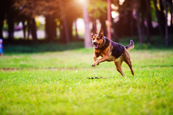 Hond Rent Met Een Stok Zijn Mond Een Gras Beste — Stockfoto