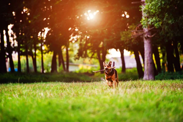 Dog Running Stick Its Mouth Grass Best Friend Happy Dog — Stock Photo, Image