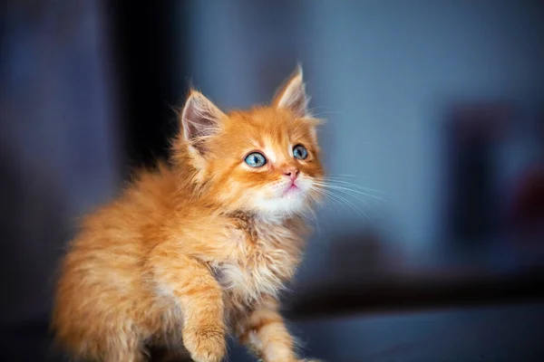 かわいいです小さな赤い子猫とともに素晴らしい青い目 — ストック写真