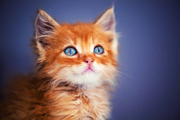 Cute Little Red Kitten Amazing Blue Eyes — Stock Photo, Image