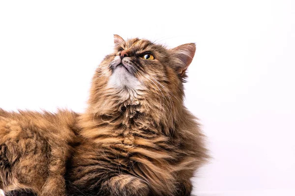 Retrato Gato Gracioso Aislado Sobre Fondo Blanco — Foto de Stock