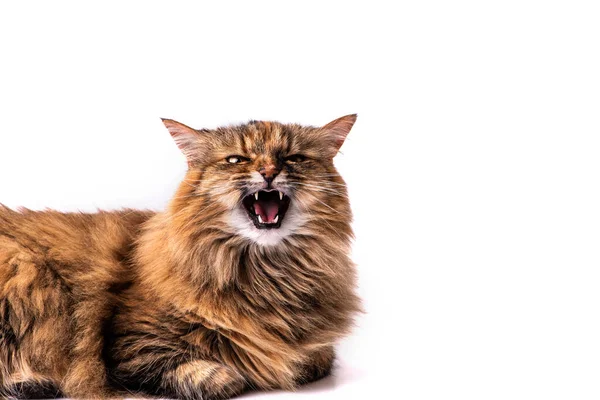 Porträtt Rolig Katt Isolerad Vit Bakgrund — Stockfoto