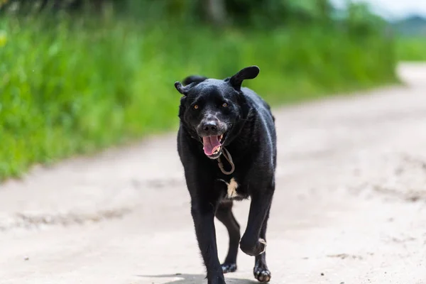 Porträtt Vacker Positiv Rinnande Svart Hund — Stockfoto
