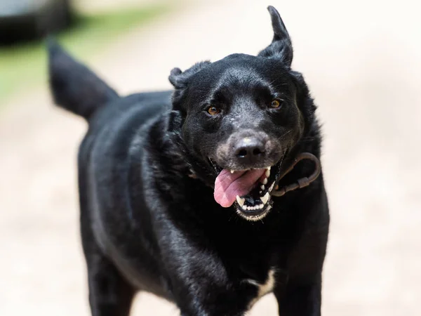 Porträtt Vacker Positiv Rinnande Svart Hund — Stockfoto