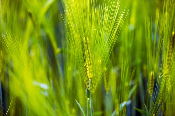 Wheat Field Ears Wheat Close Beautiful Nature Landscape — Stock Photo, Image
