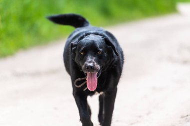 Güzel, pozitif koşan siyah bir köpeğin portresi.