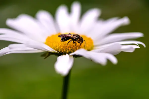 Pszczoła Rumianku Letni Dzień — Zdjęcie stockowe