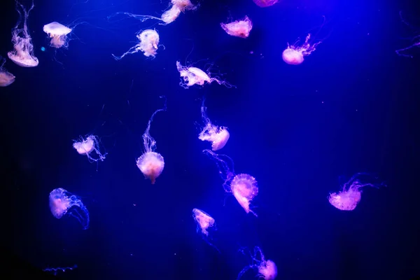 Hermosas Medusas Medusa Luz Neón Con Los Peces Acuario Con —  Fotos de Stock