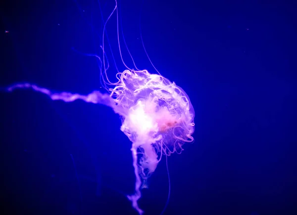 Alforreca Bonita Medusa Luz Néon Com Peixes Aquário Com Medusas — Fotografia de Stock