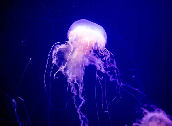 Alforreca Bonita Medusa Luz Néon Com Peixes Aquário Com Medusas — Fotografia de Stock