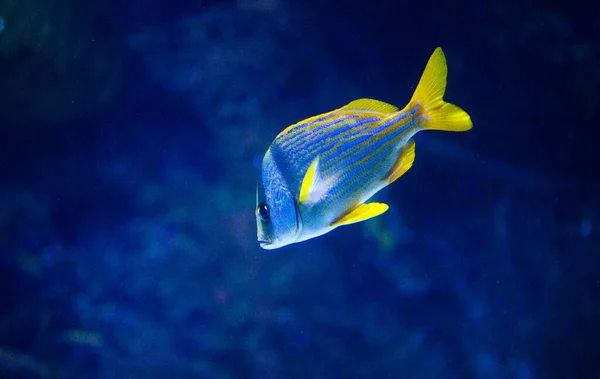 Alforreca Bonita Medusa Luz Néon Com Peixes Aquário Com Medusas — Fotografia de Stock