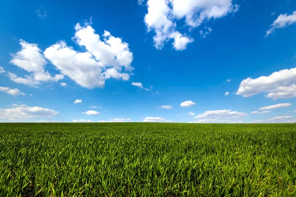 Зелене Поле Під Блакитним Небом Хмарами Образ Аграрної Індустрії Фото — стокове фото
