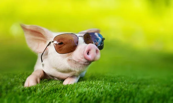 Portret Świni Okularach Przeciwsłonecznych Prosiaczek Spoczywający Zielonej Łące Świnia Wakacjach — Zdjęcie stockowe