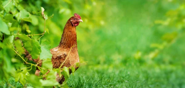 Kyckling Gräs Gård Hönor Traditionell Frigående Hönsgård Som Betar Gräs — Stockfoto