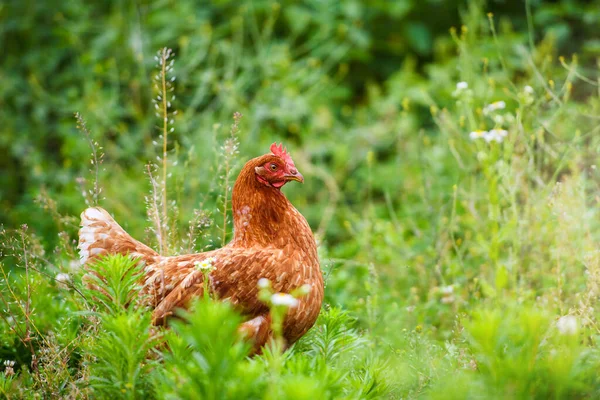 Kurczak Gospodarstwie Ekologicznym — Zdjęcie stockowe