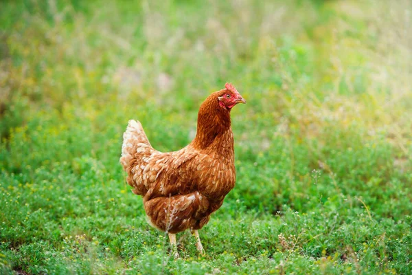 Poulet Ferme Écologique — Photo